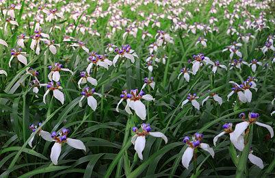 《太阳帝国的原罪2》发布更新 增加多人模式和其他改进